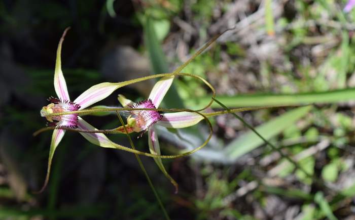 Caladenia - Orchid-Badgingarra-Sep-2018p0020.JPG